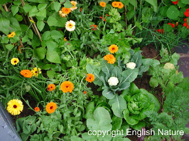 Tatton RHS show